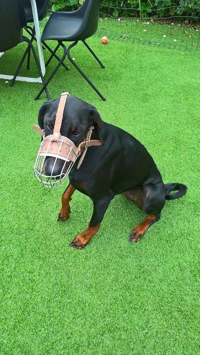 Sterke Metalen Hondenmuilkorf Mand Voor Grote Rassen Zoals Doberman - Veilig & Comfortabel