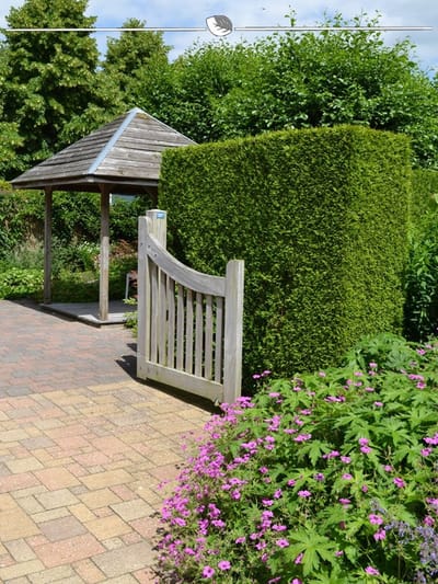 Westerse Levensboom Thuja Brabant 160-180 cm, 3x Haagplant