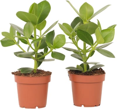 Plant in a Box - Set van 2 Clusia rosea Princess - Stevige kamerplant - Groene bladeren - Pot 12cm - Hoogte 25-35cm