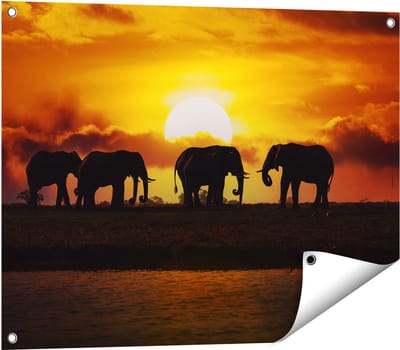 Gards Tuinposter Silhouet Olifanten tijdens Zonsondergang - 80x60 cm - Tuindoek - Tuindecoratie - Wanddecoratie buiten - Tuinschilderij