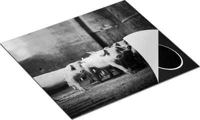Chefcare Inductie Beschermer Varkens op een Boerderij Stal - Zwart Wit - 60x50 cm - Afdekplaat Inductie - Kookplaat Beschermer - Inductie Mat