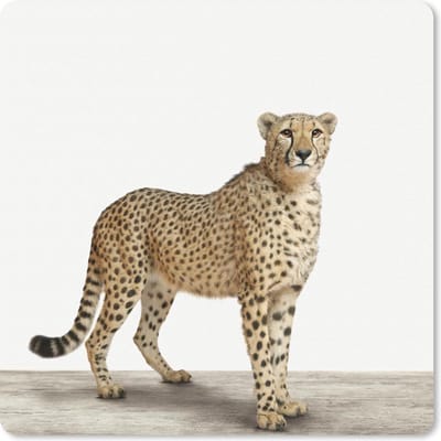 Muismat 20x20 cm - Mousepad Dieren - Jachtluipaard - Wit - Muismatten