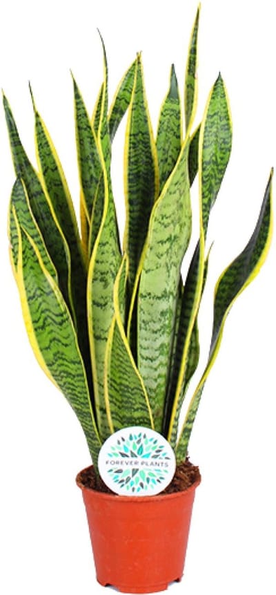 Plantenboetiek.nl | Sansevieria Trifasciata Laurentii - Ø14cm - 40-50cm hoog - Kamerplant - Groenblijvend - Cactus & Vetplanten