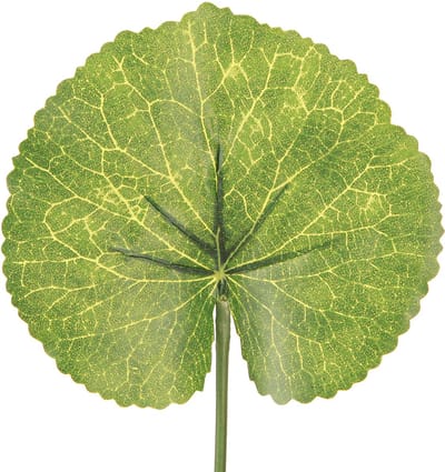 Galax Urceolata Bladeren Kunstmatig Groen Ø10cm L23cm 12 stuks, 12 Stü