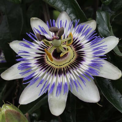 Bloomique - Set van 2 - Passiflora Caerulea - Passiebloem - Blauw, Wit - Klimplanten - Tuinplanten - Winterhard - Hoogte 50-70 cm - Pot 15 cm