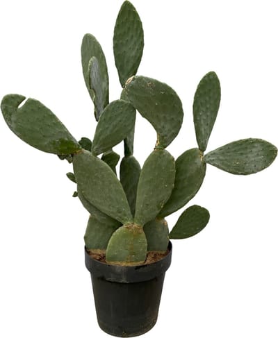 Opvallende vijgcactus met hoogte van 120 cm (Opuntia Ficus Indica), Ø38cm