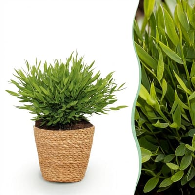 Plantenboetiek.nl | Bamusa Pogonatherum Monica - Bamboegras - Huisdiervriendelijke Plant - Groen - met Mand - Ø12cm - 20cm hoog - Kamerplant - Arrangement - Plant met pot