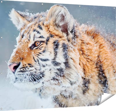 Gards Tuinposter Tijger tijdens de Sneeuw - 150x120 cm - Tuindoek - Tuindecoratie - Wanddecoratie buiten - Tuinschilderij