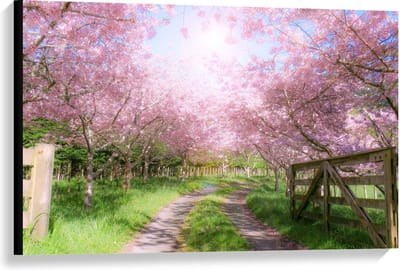Canvas  - Zandpad tussen de Roze Bomen  - 90x60cm Foto op Canvas Schilderij (Wanddecoratie op Canvas)