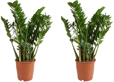 Bloomique - Set van 2 - Zamioculcas Zamiifolia - Kamerpalm - ZZ Plant - Kamerplanten - Luchtzuiverend - Zeer Gemakkelijk in onderhoud - Hoogte 70-90 cm - Pot 21 cm