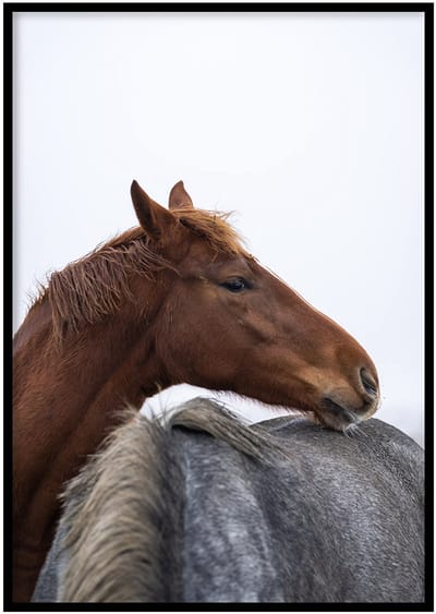 Poster Cuddling Horses - 30x40cm met Fotolijst – Natuur Poster – Ingelijst