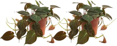 Bloomique - Set van 2 - Philodendron Scandens Micans - Hangplant - Ook geschikt als Klimplant - Kamerplanten - Luchtzuiverend - Gemakkelijk in onderhoud - Hoogte 15-20 cm - Pot 12 cm