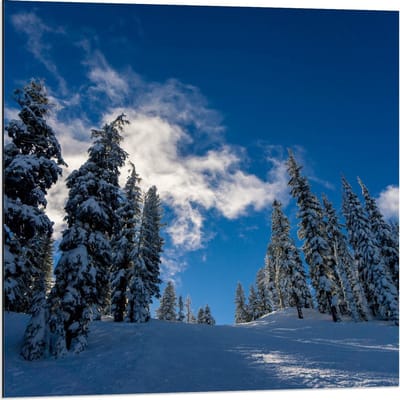 Dibond - Blauwe Lucht met Besneeuwde Bomen - 80x80cm Foto op Aluminium (Wanddecoratie van metaal)