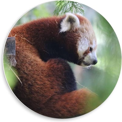 Forex Wandcirkel - Rode Panda in een Boom - 50x50cm Foto op Wandcirkel (met ophangsysteem)
