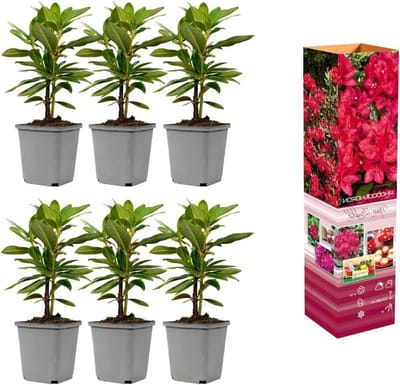Rhododendron mix - Bloemstruiken Sierstruiken - Tuin Decoratie - Winterhard Groenblijvend - 20-38 cm - Rood