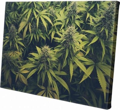 Wietplant  | 90 x 60 CM | Natuur |Schilderij | Canvasdoek | Schilderij op canvas