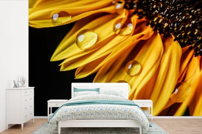 Behang - Fotobehang Waterdruppels op een zonnebloem - Breedte 600 cm x hoogte 400 cm