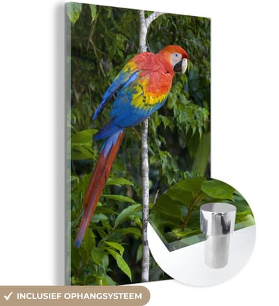® Glasschilderij 120x180 cm - Schilderij acrylglas - Gekleurde papegaai in de wouden van het Nationaal park Manu in Peru - Foto op glas - Muurdecoratie woonkamer - Wanddecoratie slaapkamer - Schilderijen