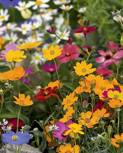 Kleurrijk Bloementapijt Zaden Eenjarig Bloemenmengsel Volle Zon 15 25 Cm