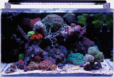 Blue Marine Reef 160 Aquarium | 160L | 57 x 77 x 41,5 CM