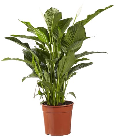 Lepelplant Spathiphyllum Sweet Lauretta - Hoogte 100cm - Pot 24cm
