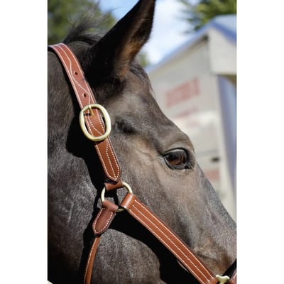 Lederen halster voor paarden T de T Trippled Stiched