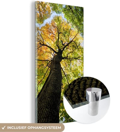 MuchoWow® Glasschilderij 20x40 cm - Schilderij acrylglas - Boom - Natuur - Bos - Foto op glas - Schilderijen