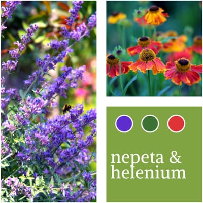 Planten Mix Nepeta faassenii & Helenium - Vaste planten - Bijen-Vlinders - Snijbloemen - Zomerbollen - Voorjaarsbollen
