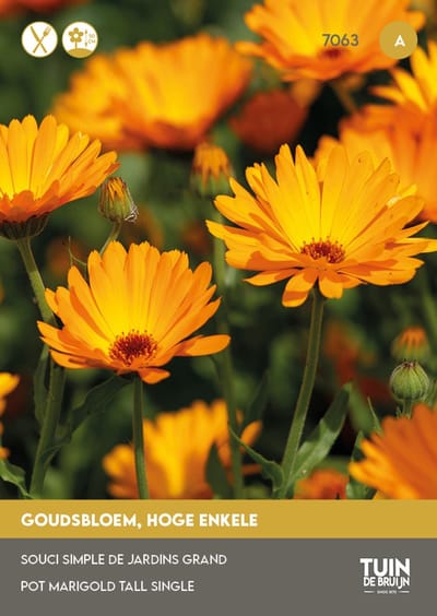 Goudsbloem Nova Oranje Zaden – Calendula Snijbloem ±60 cm – Eetbare Bloemblaadjes – Bijen & Vlinders – Tuin de Bruijn