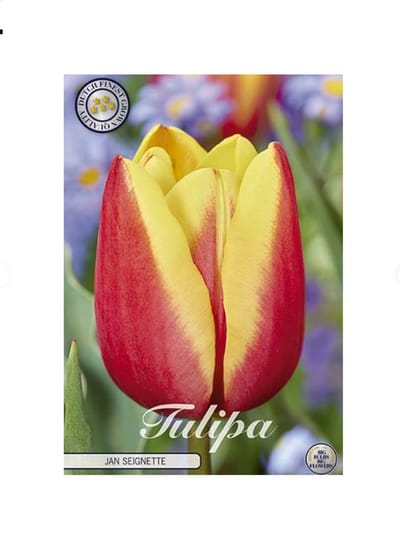 Dutch Finest Quality bloembollen Tulpen 10 stuks Tulip Triumph Jan Seignette x10 12/+s