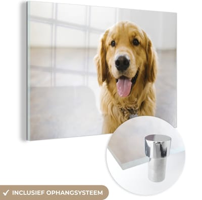 ® Glasschilderij 180x120 cm - Schilderij acrylglas - Portret van een super mooie Golden Retriever - Foto op glas - Muurdecoratie woonkamer - Wanddecoratie slaapkamer - Schilderijen