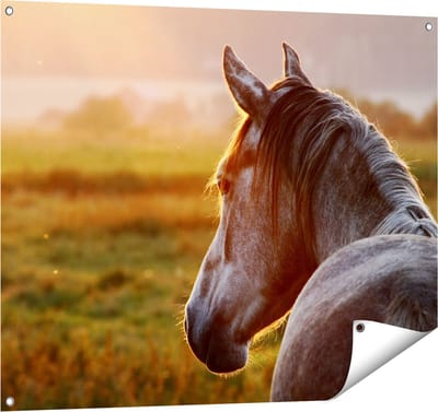 Gards Tuinposter Paard in de Weide tijdens Zonsondergang - 100x80 cm - Tuindoek - Tuindecoratie - Wanddecoratie buiten - Tuinschilderij