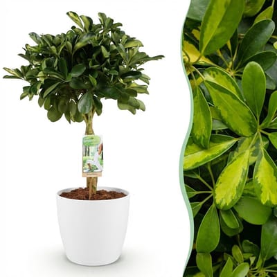 Plantenboetiek.nl | Schefflera Gold Capelle - Vingerboom - Weinig onderhoud - Groen - goud - met Potter Wit - Ø21cm - 70-80cm hoog - Kamerplant - Arrangement - Plant met pot