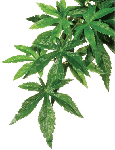 Exo Terra - Jungle Plant - Abuliton