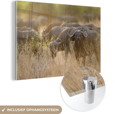 ® Glasschilderij 180x120 cm - Schilderij acrylglas - Een kudde buffels in de savannes van het Nationaal park South Luangwa - Foto op glas - Muurdecoratie woonkamer - Wanddecoratie slaapkamer - Schilderijen