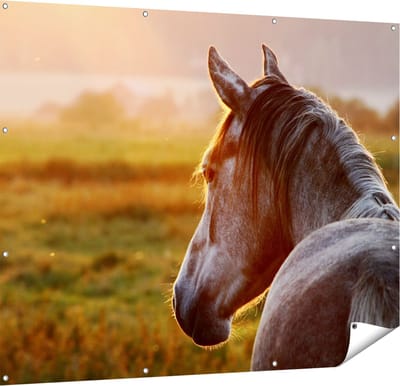 Gards Tuinposter Paard in de Weide tijdens Zonsondergang - 150x120 cm - Tuindoek - Tuindecoratie - Wanddecoratie buiten - Tuinschilderij