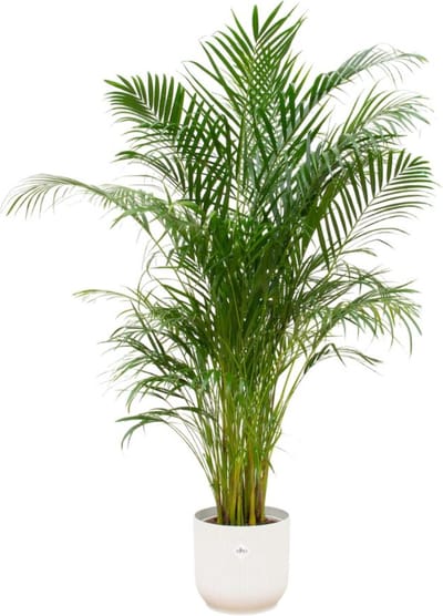 Combi deal - Areca palm inclusief elho Vibes Fold Round wit Ø30 - 180 cm