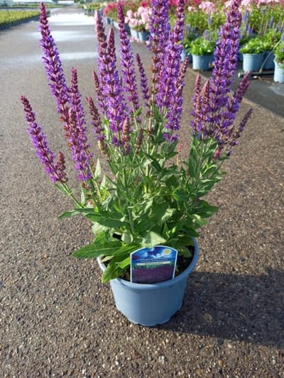 Plants Online - Tuinplanten - Vaste planten - Set van 1 - Salvia nemorosa 'Ostfriesland' - 2 liter pot - Plant
