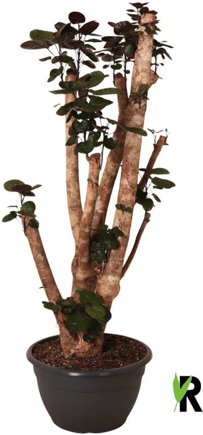 Polyscias Fabian bonsai 160 cm - Kamerplant - Potmaat Ø40 cm
