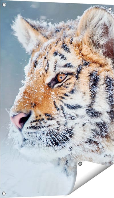 Gards Tuinposter Tijger tijdens de Sneeuw - 60x90 cm - Tuindoek - Tuindecoratie - Wanddecoratie buiten - Tuinschilderij