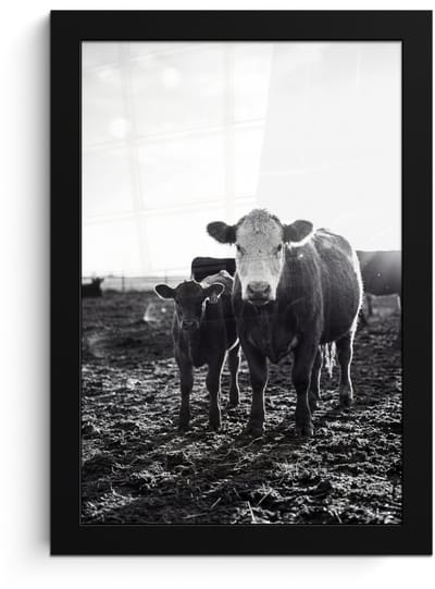 Poster in lijst - Fotolijst 20x30 cm - Posters - Koeien - Zwart - Wit - Posterlijst zwart - Decoratie - Wanddecoratie woonkamer - Muurdecoratie slaapkamer