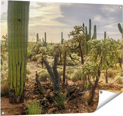 Gards Tuinposter Cactus Planten in het Wild - 100x80 cm - Tuindoek - Tuindecoratie - Wanddecoratie buiten - Tuinschilderij