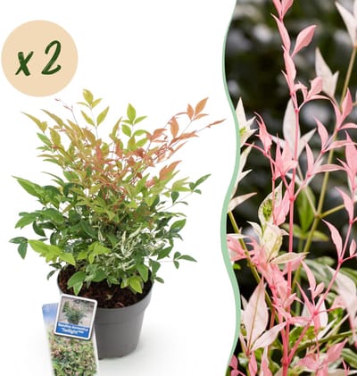 Plantenboetiek.nl | Nandina Twilight - Bont & Roze - 2 Planten - Groenblijvend - Weinig Onderhoud - Ø17cm - 35-45cm hoog - Tuinplant