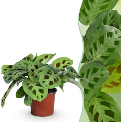 Green boutiQ - Kamerplant - Maranta Fascinator Kerchoveana - Zebraplant - Huisdiervriendelijke Plant - Groen - 1 Plant - Pot 12cm - Hoogte 25cm