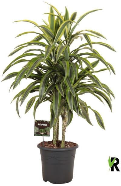 Dracaena Fragrans Lemon Lime Carrousel 130 cm - Kamerplant - Potmaat Ø32 cm