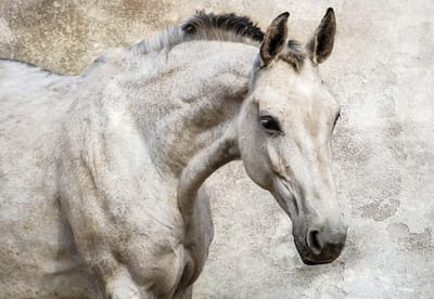 Fotobehang Horse Pony | XL - 208cm x 146cm | 130g/m2 Vlies