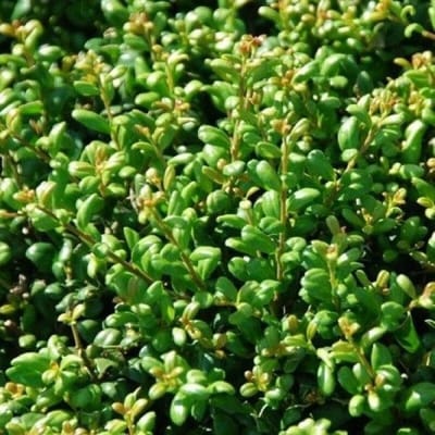 12 x Chinese Hulst Buxusvervanger - Lage Haagplant Wintergroen - Ilex crenata 'Convexa' in C2(liter) pot met hoogte 20-30cm