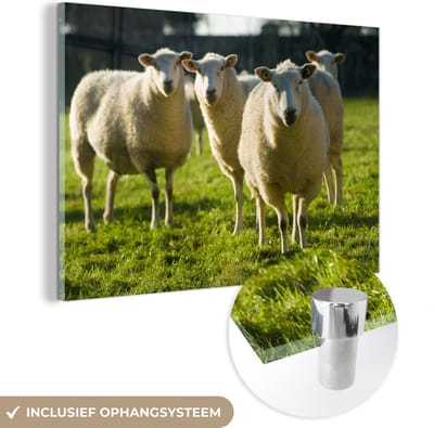 MuchoWow® Glasschilderij 30x20 cm - Schilderij acrylglas - Schapen - Dieren - Wol - Foto op glas - Schilderijen