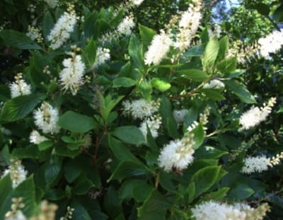 Clethra alnifolia - Schijnsels 50 - 60 cm in pot