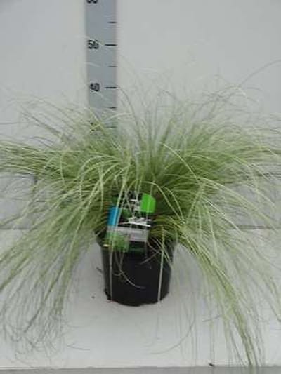 Zegge - Carex comans 'Frosted Curls' | 3 liter pot